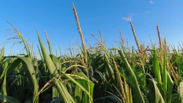 Cinematic Pan Fresh Young Corn Field Crops Summer Evening Golden — Stockvideo