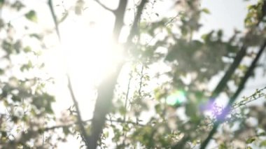 Ağaçların ve yaprakların bulanık bokeh silueti arkaplanı için güneşe güzel, yeşil ve beyaz, sanatsal soyut pozlama. Taze bahar ve yaz yaprakları yemyeşil meyve ağaçları..