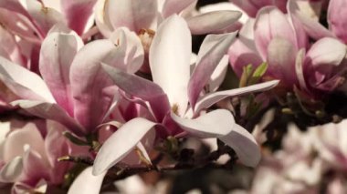 Baharın başlarında güzel pembe çiçekli manolya ağacı. Bahar mevsiminde taç yapraklı manolya çiçekleri