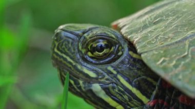 Boyalı kaplumbağa kafası portresi, makro yakın plan. Kaplumbağa sıcak bir günde gölgede saklanıyor. Kuzey Amerika 'nın en yaygın yerli kaplumbağası. Ontario, Kanada 'daki Stouffville Koruma.