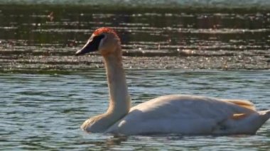 Yetişkin beyaz kuğu doğada göletin sularında yüzer ve kendini besler. Telefoto lensleri görüntüleri kapatın. Stouffville Koruma Alanı ve Reservoir. Toronto, Kanada.