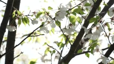 Bir ağacın yeşil yaprakları ve rüzgarda sallanan çiçekler. Güneşe karşı sanatsal pozlama. Siluet ve bulanık bokeh. Güneşin yemyeşil yapraklar ve dallar arasında parlaması. Soyut rüya doğası kavramı.