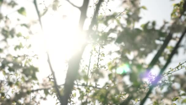Зеленое Белое Естественное Художественное Воздействие Солнца Размытый Силуэт Деревьев Листвы — стоковое видео
