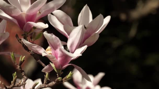 Árvore Magnolia Aberta Rosa Close Flores Magnólia Cabeças Galhos Com — Vídeo de Stock