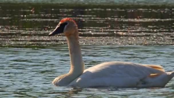 成年白天鹅在大自然池塘的水面上游泳 吃着自己的食物 Telephoto镜头接近镜头 Stouffville保护区和水库 加拿大多伦多 — 图库视频影像