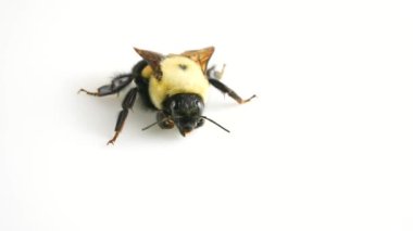 Arı ya da Bumblebee makrosu. Soğuk algınlığı ve iklim değişikliğinden donmuş arı. Yabanarısı nüfusunun azalması ve arı neslinin tükenme riski. Ekin Tozlaştırıcı Böceği.