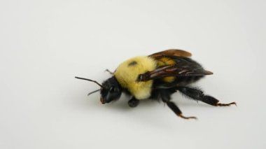 Arı ya da Bumblebee makrosu. Soğuk algınlığı ve iklim değişikliğinden donmuş arı. Yabanarısı nüfusunun azalması ve arı neslinin tükenme riski. Ekin Tozlaştırıcı Böceği.
