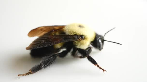 Large Garden Bumblebee Macro Isolated White Background Bombus Ruderatus Bee — Stock Video