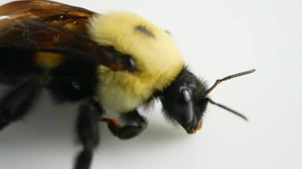 大花园大黄蜂在白色背景下被隔离 布不思 鲁塞尔塔斯蜜蜂死于寒冷的春霜 这是因为气候变化和开花的宿主植物模式 蜜蜂数量的减少 — 图库视频影像