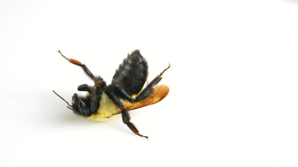 Бамблби Макро Крупным Планом Укус Пчелы Начале Апреля Пчела Насекомое — стоковое видео