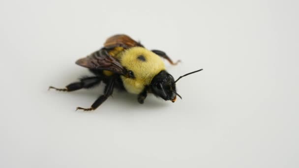 Μακροσκοπική Άποψη Του Εντόμου Bumblebee Που Πεθαίνει Από Ξαφνικό Κρύο — Αρχείο Βίντεο