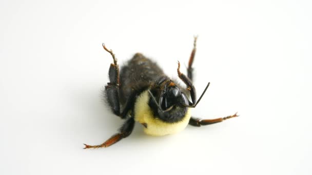 白い背景に隔離された大きな庭のバンブルビーマクロ ボンバス ルデラタス 寒い春の霜から死んでいる蜂は 気候変動と開花ホスト植物パターンが原因です ミツバチの個体数の減少 — ストック動画