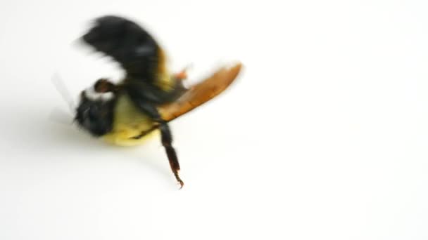 蜂やバンブルビーのマクロ 突然の寒さと気候変動から凍結バンブルビー バンブルビーの個体数の減少とバンブルビーの絶滅の潜在的なリスク 作物花粉媒介昆虫 — ストック動画
