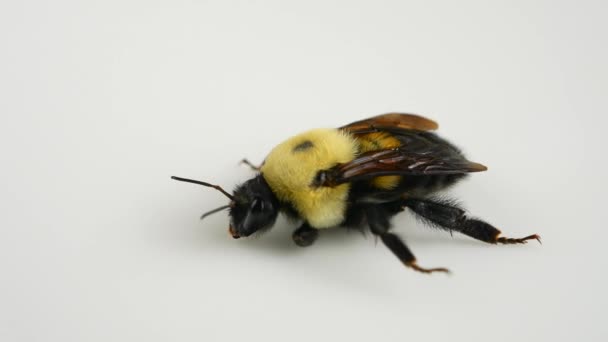 Pszczoła Lub Trzmiel Makro Zamrożone Trzmiele Nagłego Zimna Zmian Klimatycznych — Wideo stockowe