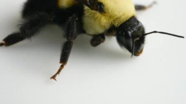 Bumblebee böceğinin bahar aylarında ani soğuk hava ve soğuk ısırığından ölüşünün makro görüntüsü. İklim değişikliği, bozulan arı popülasyonları değişen çiçek desenleriyle.