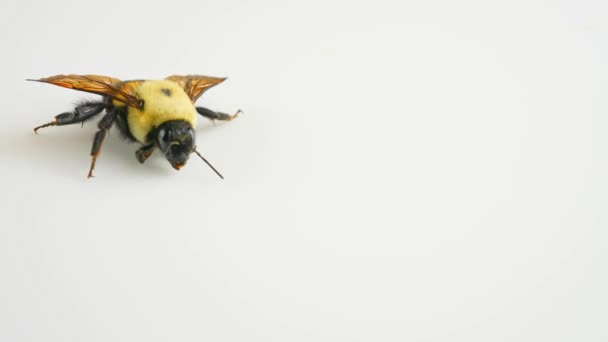Słabe Chore Pszczoły Lub Trzmiele Latające Makro Zamrożone Pszczoły Bumble — Wideo stockowe