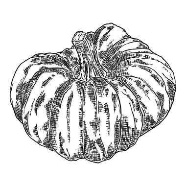 Cadılar Bayramı kabağı ya da kabak. Jack O Lantern 'in balkabağını kutluyoruz. Geleneksel Cadılar Bayramı hasat sembolü ve sonbahar tatili dekoru. El çizimi çizimi. Vektör.