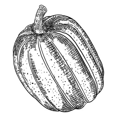 Cadılar Bayramı kabağı ya da kabak. Jack O Lantern 'in balkabağını kutluyoruz. Geleneksel Cadılar Bayramı hasat sembolü ve sonbahar tatili dekoru. El çizimi çizimi. Vektör.