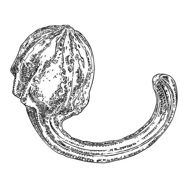 Balkabağım, hasat ve Şükran Günü sezonunun sembolü. Sepet dekorasyonu için kabak ya da kabak. Bayram Sonbahar Festivali çizimi. Sonbaharı kutlamak için el çizimi. Vektör.