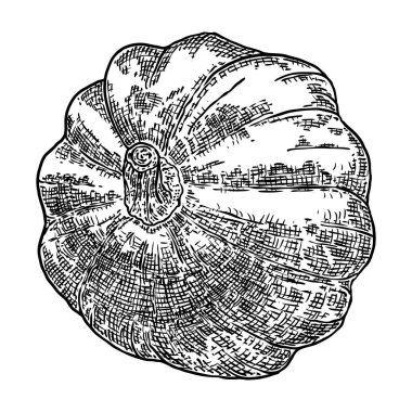 Balkabağı ya da kabak eli çizimi. Ekim mevsiminde Şükran Günü ve Aile Günü boyunca dekorasyon için Cadılar Bayramı hasat illüstrasyonu. Sonbaharın sembolü. Vektör.