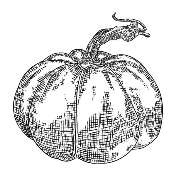 Pumpkin Isolated White Background Ink Hand Drawn Sketch Pumpkin Butternut — Stock Vector