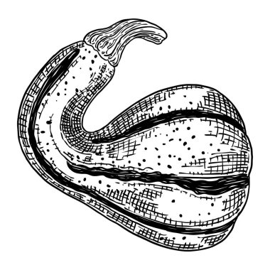 Cadılar Bayramı kabağı ya da kabak. Jack O Lantern 'in balkabağını kutluyoruz. Geleneksel Cadılar Bayramı hasat sembolü ve sonbahar tatili dekoru. El çizimi çizimi. Vektör.