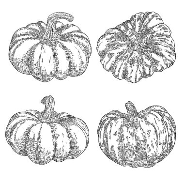 Balkabağı seti, hasat ve Şükran Günü sezonunun sembolü. Sepet dekorasyonu için kabak ya da kabak. Bayram Sonbahar Festivali çizimi. Sonbaharı kutlamak için el çizimi. Vektör.