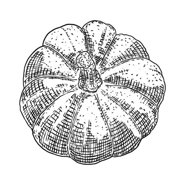 Citrouille Isolée Sur Fond Blanc Croquis Encre Dessiné Main Courge — Image vectorielle
