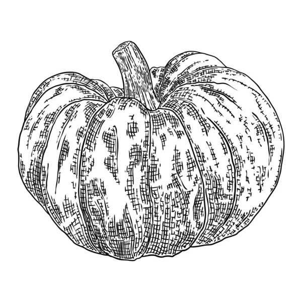 パンプキン 収穫と感謝祭の季節の象徴 バスケットの装飾のためのカボチャやひょうたん ホリデー秋のお祝いの図面 秋のお祝いのための手描きスケッチ ベクトル — ストックベクタ