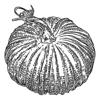 Balkabağım, hasat ve Şükran Günü sezonunun sembolü. Sepet dekorasyonu için kabak ya da kabak. Bayram Sonbahar Festivali çizimi. Sonbaharı kutlamak için el çizimi. Vektör.