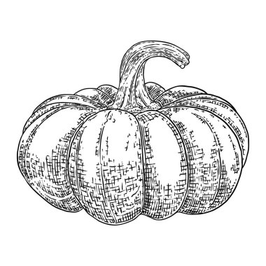 Balkabağım, hasat ve Şükran Günü sezonunun sembolü. Sepet dekorasyonu için kabak ya da kabak. Bayram Sonbahar Festivali çizimi. Sonbaharı kutlamak için el çizimi. Vektör.