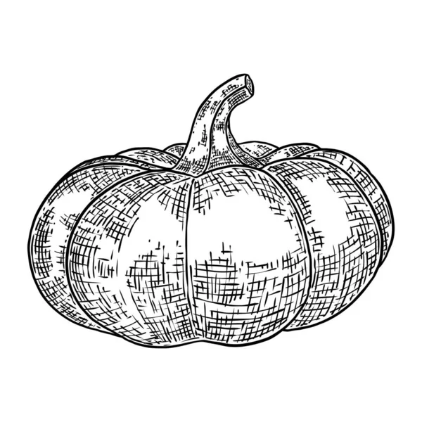 パンプキン 収穫と感謝祭の季節の象徴 バスケットの装飾のためのカボチャやひょうたん ホリデー秋のお祝いの図面 秋のお祝いのための手描きスケッチ ベクトル — ストックベクタ