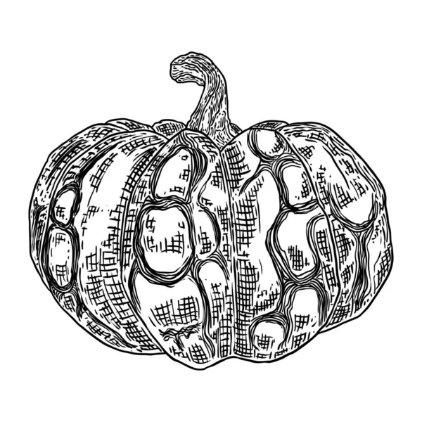 Skizze Einer Handzeichnung Von Kürbis Oder Kürbis Halloween Ernteillustration Zur — Stockvektor