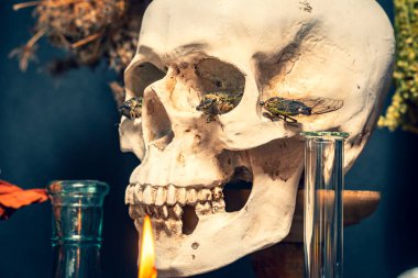 İnsan kafatası ve ağustos böcekleri seçici bir ayin için böceklerdir. Cadılar Bayramı okült, esrarengiz ve kehanet sihir kavramı. Büyücülük kara büyüsü sihirli sunakta.