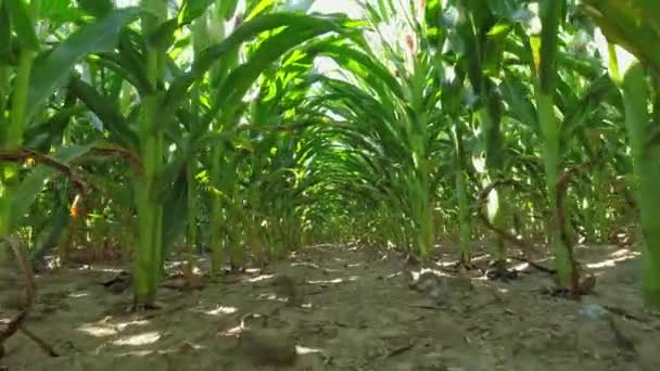 Close Growing Young Maize Corn Seedling Plants Cultivated Agricultural Countryside — Stock video