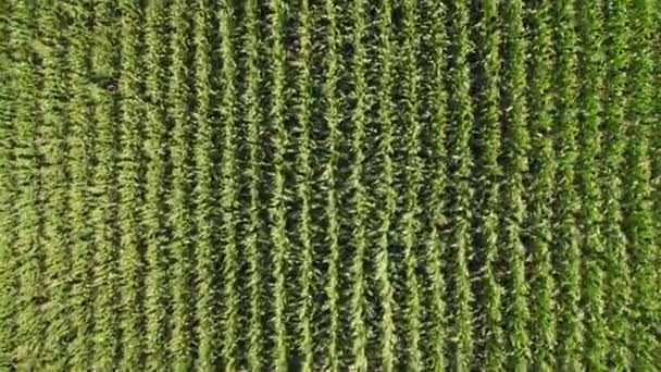 Corn Field Agricultural Landscape Cinematic Footage View Corn Maize Seedling — Vídeo de stock