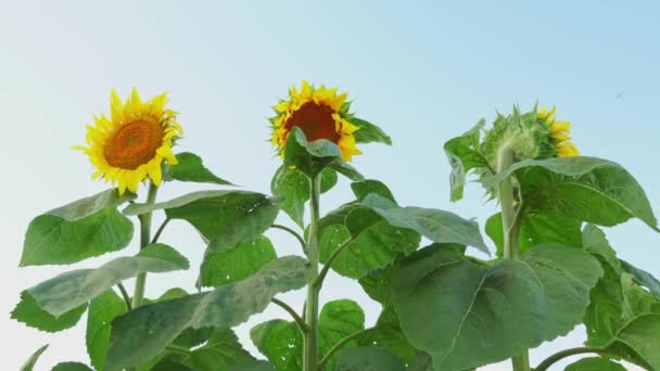 Sunflowers Lush Green Foliage Plants Golden Yellow Petals Blooms Creating — Video