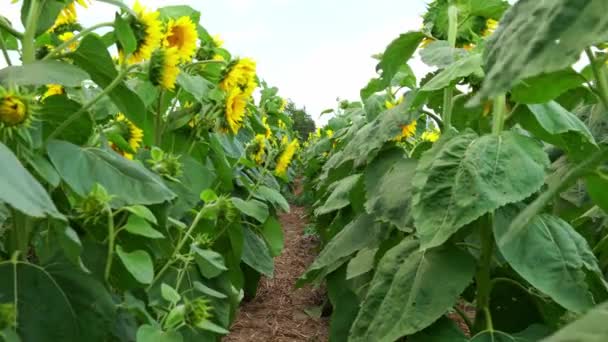 Sunflowers Field Sunny Windy Day Blue Sky Sunflower Harvesting Agriculture — Stock video