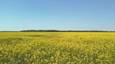 Sarı çiçek açan Canola alanı. Çiftçilik tarlasında ırz düşmanı. Sarı çiçeklerin açtığı yağ tohumu tarlası. Bitkisel yağ ve hayvan yemi üretimi için yetiştirilip yetiştiriliyor..