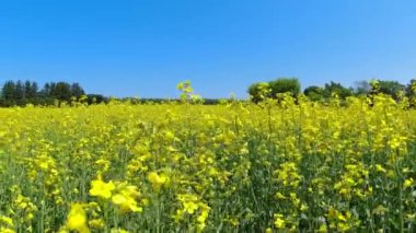 Sarı çiçek açan Canola alanı. Çiftçilik tarlasında ırz düşmanı. Sarı çiçeklerin açtığı yağ tohumu tarlası. Bitkisel yağ ve hayvan yemi üretimi için yetiştirilip yetiştiriliyor..