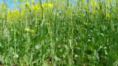 Sarı çiçek açan Canola alanı. Çiftçilik tarlasında ırz düşmanı. Sarı çiçeklerin açtığı yağ tohumu tarlası. Bitkisel yağ ve hayvan yemi üretimi için yetiştirilip yetiştiriliyor..