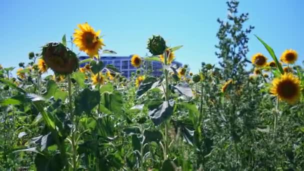 Słoneczniki Zamykają Się Miejskim Ogrodzie Zbieranie Nasion Słonecznika Rolnictwie Widok — Wideo stockowe