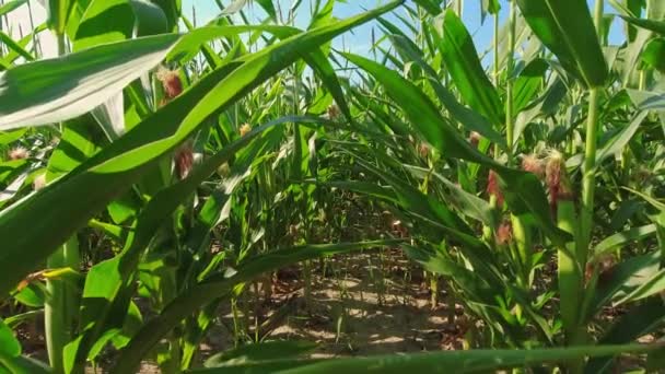 Pole Kukurydzy Słoneczny Letni Dzień Zielone Pola Uprawne Kukurydzy Amerykańskie — Wideo stockowe