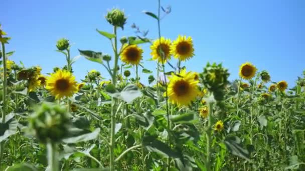 Baumschule Für Den Anbau Von Sonnenblumen Setzlingen Der Stadt Kleiner — Stockvideo