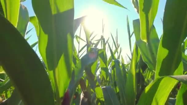 Mladé Kukuřičné Pole Kukuřičné Listy Pohybují Slunečních Paprscích Kukuřičný Bujón — Stock video
