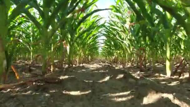 Spacer Świeżych Młodych Upraw Kukurydzy Letni Wieczór Złotej Godziny Rolnictwo — Wideo stockowe
