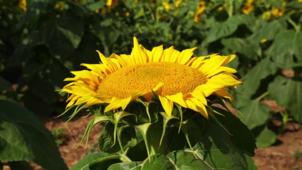 Sonnenblumenkopf Bei Sonnigem Windigem Tag Und Blauem Himmel Sonnenblumenernte Und — Stockvideo