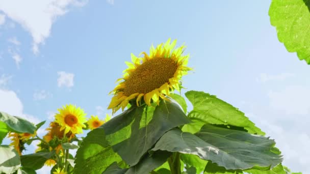 Gärtnerei Für Den Anbau Von Sonnenblumen Setzlingen Ländlicher Umgebung Kleiner — Stockvideo