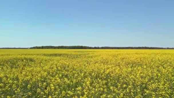 Sarı Çiçek Açan Canola Alanı Çiftçilik Tarlasında Irz Düşmanı Sarı — Stok video