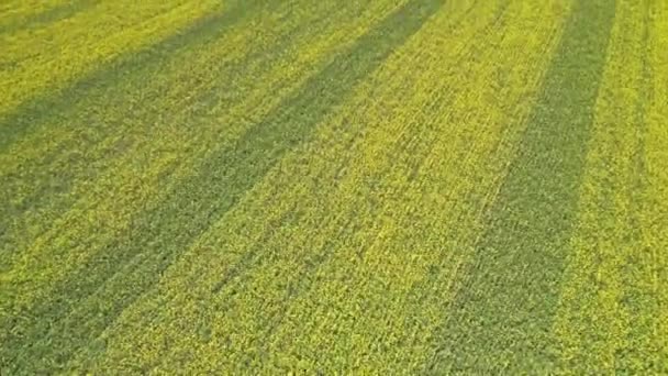 Kuning Mekar Lapangan Canola Bibit Dipercepat Lahan Pertanian Ladang Biji — Stok Video